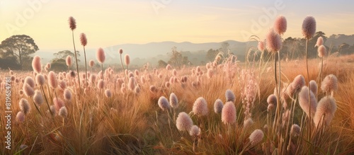A field of grass trees adorned with beautiful flower spikes creating a picturesque landscape with majestic beauty suitable for a copy space image photo