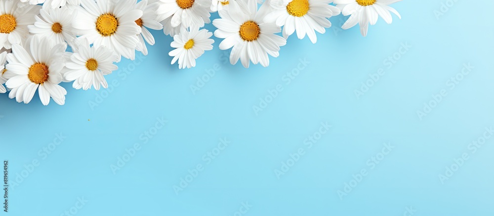 Camomile flowers on a soft pastel backdrop ideal for seasonal cards blogs posters and web design photographed from above with copy space image Camomile flowers on a soft pastel backdrop ideal for seasonal cards blogs posters and web design photographed from above with copy space image