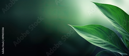 A stunning copy space image showcasing a vibrant green leaf