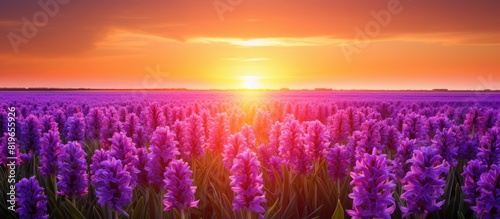 Sunrise over hyacinth fields in Lisse Holland with a vast stretch of colorful flowers and a serene atmosphere making it a perfect copy space image