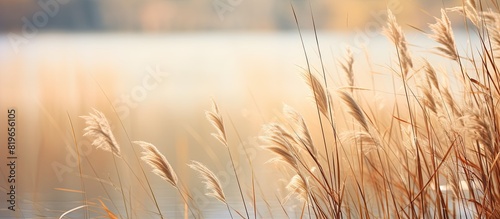 Tall river reeds swaying gently in the breeze creating a serene and natural scene with wildlife hidden amongst them for a potential copy space image