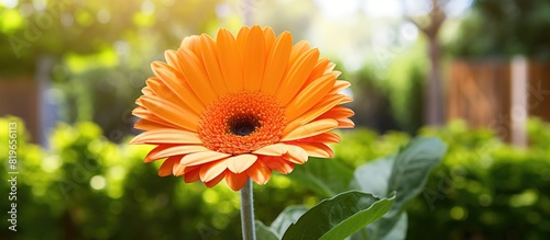 An up close view of an orange gerbera daisy flower with a garden background suitable for a copy space image