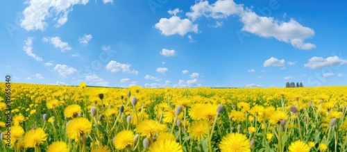 A summer field of yellow dandelions featuring Taraxacum officinale with a vast area suitable for including a copy space image photo