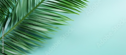 Background featuring a palm leaf creating a soothing tropical vibe with ample copy space image