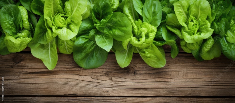 Fototapeta premium Fresh lettuce and basil leaves on a rustic wooden backdrop ideal as a culinary garnish with a vibrant touch of greenery in a copy space image