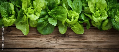 Fresh lettuce and basil leaves on a rustic wooden backdrop ideal as a culinary garnish with a vibrant touch of greenery in a copy space image
