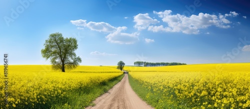 Blooming rapeseed field with a country road creating a springtime and summer border with a dirt road alongside suitable for a copy space image