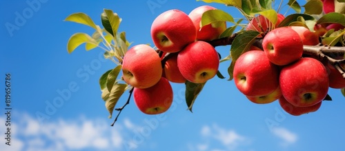 Close up of many paradise apples on a blue sky background with a branch of blurred apples in the backdrop featuring a Chinese Apple fruit with a Malus prunifolia ideal for a copy space image photo