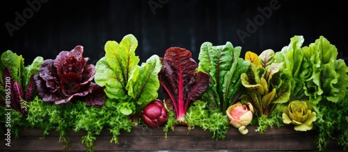 Fresh lettuce beets and various leafy greens growing in a garden symbolizing a healthy diet and lifestyle Ready to harvest with a concept linked to nutrition and wellness Ideal for copy space image