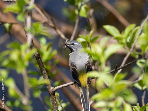 Gray Wagtail caught insect
