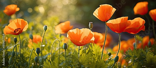 Vivid orange poppy blooms in a garden with a sunny backdrop and blurred greenery ideal for a copy space image