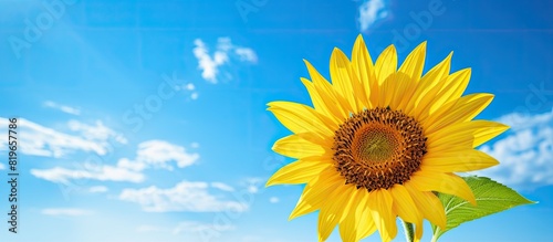 Vibrant sunflower blooming gracefully in a field under the clear blue sky creating a stunning copy space image