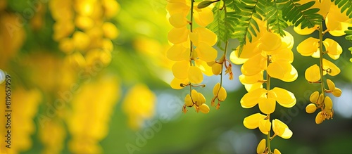 Golden shower also known as Cassia fistula is a beautiful yellow flower with various names like purging cassia Indian laburnum or pudding pipe tree perfect for a copy space image photo