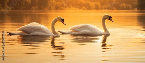Swans gracefully float in the lake at sunset bathed in the warm golden light of the setting sun creating a picturesque scene with a tranquil copy space image