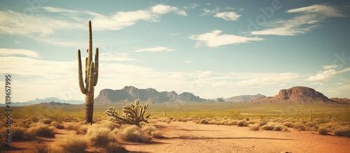 A solitary lifeless Saguaro Cactus standing alone in the vast Phoenix desert landscape with copy space image