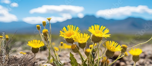 Yellow Hawkweed oxtongue and Mojave Desertstar with Picris hieracioides are showcased in the copy space image photo
