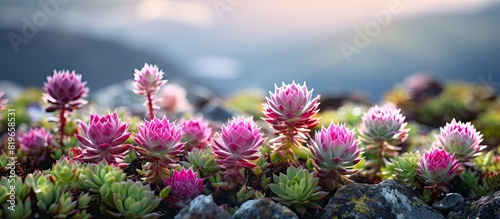 Highland landscape featuring beautiful Sempervivum globiferum inflorescences providing both beauty and value with a tranquil background for a copy space image photo