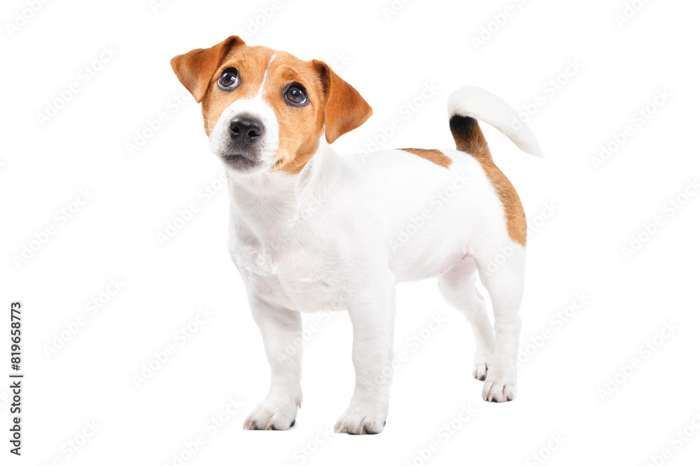 Curious Jack Russell Terrier puppy looking up while standing isolated on white background Curious Jack Russell Terrier puppy looking up while standing isolated on white background