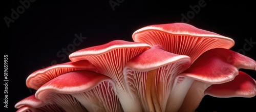 Rosy russula mushroom also known as Russula rosea or Russula lepida is a common fungus in the northern temperate zone shown in closeup in a copy space image