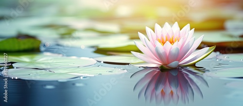 A beautiful water lily floating in a pond with a serene background landscape creating a peaceful copy space image