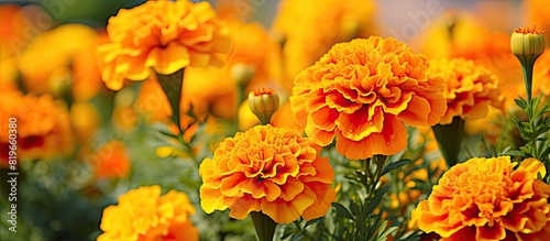 Fototapeta Naklejka Na Ścianę i Meble -  Close up of blooming marigold flowers Tagetes in a summer garden featuring a soft focus effect with yellow and orange hues against a blurry background ideal for a copy space image