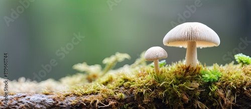 Mushroom in white on a lichen covered background with a copy space image photo