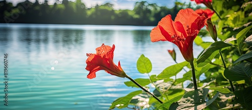 Vivid red canna lily in sunlight with copy space image of a green tree lined lake Canna lilies feature vibrant blooms and decorative strap like leaves photo