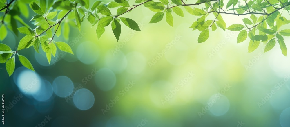 Blurry green leaves and a tree create a bokeh abstract backdrop in the image with space for text. Copy space image. Place for adding text and design