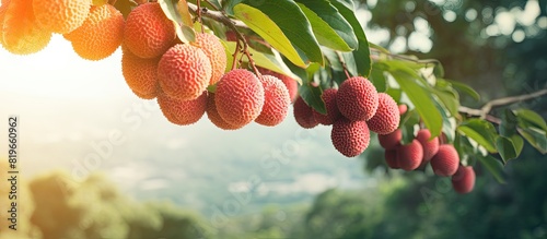 Ripe lychee fruits dangle enticingly on the tree in the garden creating a picturesque scene with copy space image photo