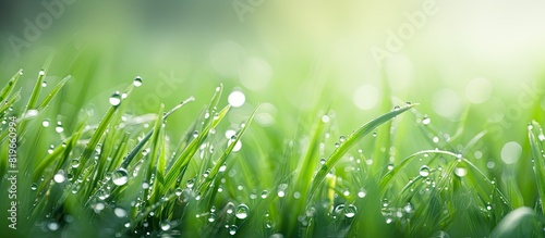 Natural background showcasing fresh green grass with dew drops offering copy space image