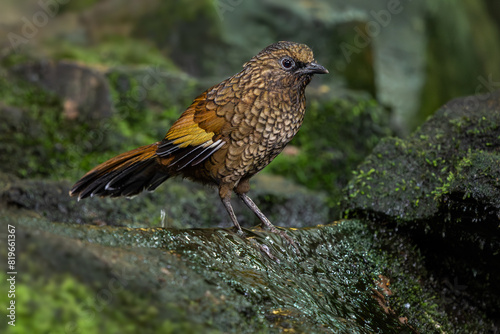 Scaly Laughingthrush - Trochalopteron subunicolor, beautiful colored perching bird from montane forests and jungles of Central and Eastern Asia, China. photo