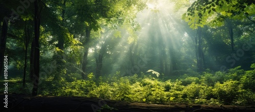 Sunlight filtering through the dense forest with a copy space image
