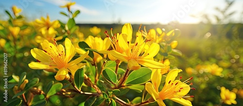 Hypericum perforatum flowers also known as St John s wort bloom in a sunny field creating a picturesque scene with ample copy space image for photography photo
