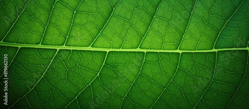 Leaf texture background with a copy space image photo