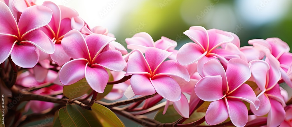 Fototapeta premium Gorgeous pink Frangipani Plumeria flowers with a natural backdrop perfect for a copy space image