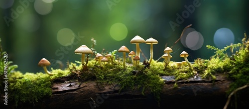 Mushrooms sprouting on a decaying moss covered log in the forest canopy providing a natural setting for a copy space image