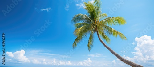 A picturesque palm tree set against a stunning backdrop of a clear blue sky with fluffy clouds providing an ideal copy space image