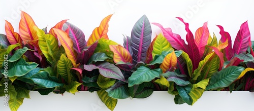 Colorful Codiaeum Variegatum leaves standing out against a white backdrop in a copy space image photo