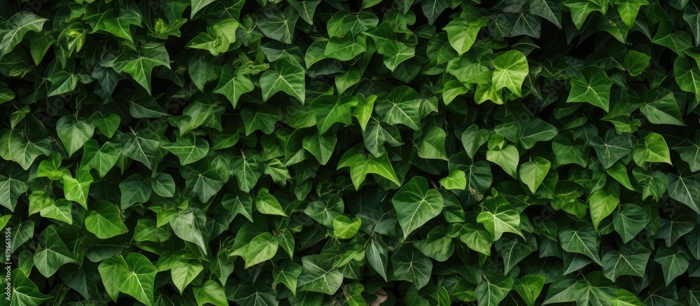 Background of a wall covered with green leaves perfect for copy space image Background of a wall covered with green leaves perfect for copy space image