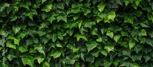 Wallpaper Mural Background of a wall covered with green leaves perfect for copy space image Torontodigital.ca