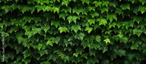 Ivy vines with green leaves ascending a tree blank space for text available in the image. Copy space image. Place for adding text and design photo