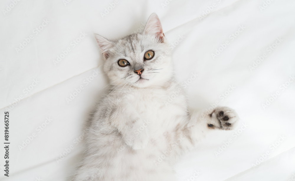 Small Scottish kitten lying down on white bed of relaxing and cozy wellbeing in home.