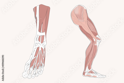 The image shows details of the muscular anatomy of the front foot and lateral leg.
