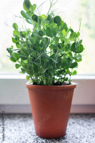 Flower pots with sprouted green peas