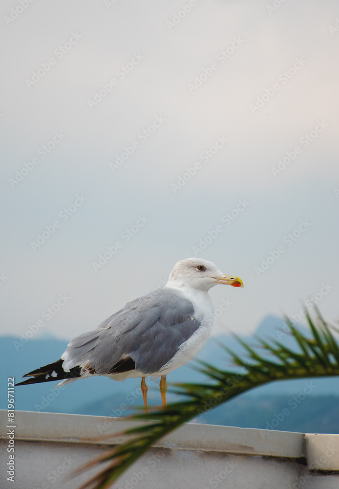 Mouette Mouette