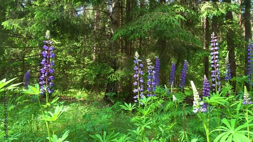 Lupine(lupinus)-a plant from the Fabaceae family with blue flowers on the edges of the forest on a summer,sunny day.