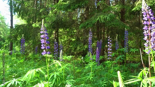 Lupine(lupinus)-a plant from the Fabaceae family with blue flowers on the edges of the forest on a summer,sunny day.