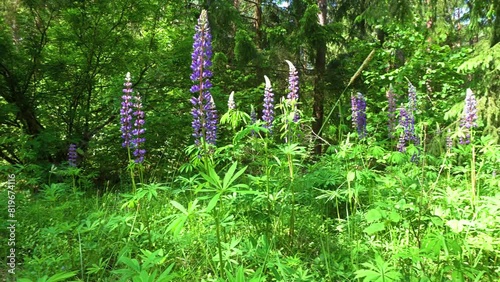 Lupine(lupinus)-a plant from the Fabaceae family with blue flowers on the edges of the forest on a summer,sunny day.
