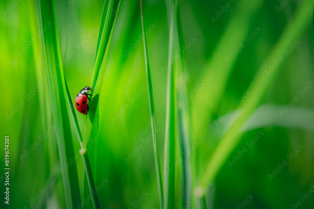 Coccinellidae Coccinellidae