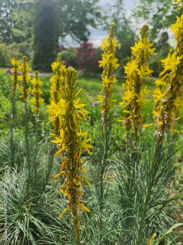 Nahansicht von gelben Blumensträuchern im Palastgarten von Dresden, Sachsen, Deutschland